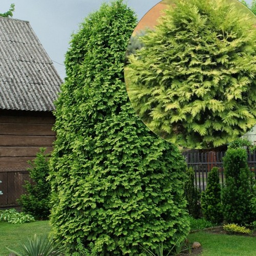 Thuja occidentalis 'Wareana Lutescens' - Harilik elupuu 'Wareana Lutescens' C2/2L